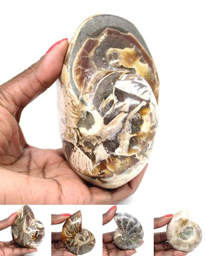 amonita inteira Madagascar collection dezembro 2025