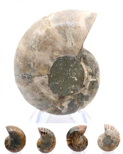 Amonitas Madagascar collection abril 2026