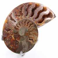 Amonite