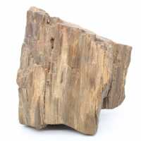 Bloco de madeira fóssil do Arizona