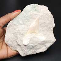 Dente fóssil em matriz de Marrocos Otodus obliquus
