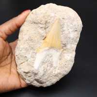 Espécime de fóssil de dente de tubarão na matriz