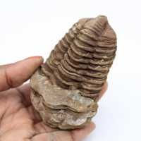 Fossilização de trilobita