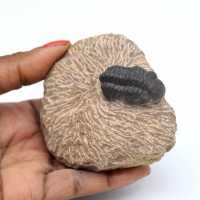Fóssil de trilobita na matriz