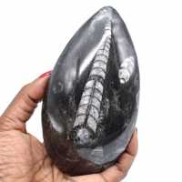 Ortoceras fósseis naturais