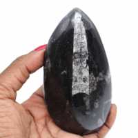 Orthoceras fósseis