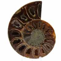 Amonite fossilizada polida