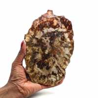 Madeira fossilizada polida natural