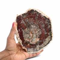 Fatia de madeira fóssil polida