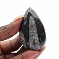 Fósseis polidos de Orthoceras