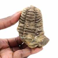 Trilobite fóssil de Marrocos