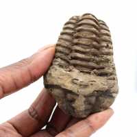Fóssil de trilobite