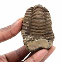 Trilobite fóssil Marrocos