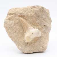 Dente fóssil