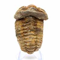 Trilobita