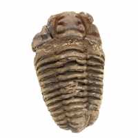 Trilobite bruta de Marrocos