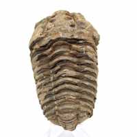 Trilobite fóssil bruto