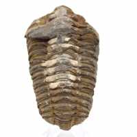 Trilobite de Marrocos