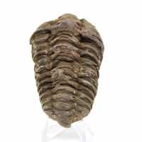 Trilobite de Marrocos