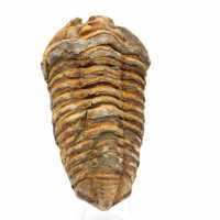 Trilobita