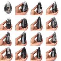 Fóssil de Orthoceras de Marrocos Fóssil de Orthoceras de Marrocos