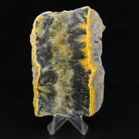 Pequeno espécime fatiado de abelha-bumbum Jasper