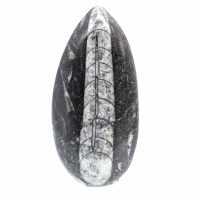 Orthoceras fósseis do Marrocos