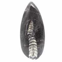Orthoceras fóssil