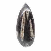Orthoceras fósseis do Marrocos