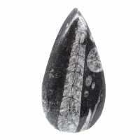 Orthoceras fóssil
