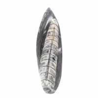 Orthoceras fósseis do Marrocos