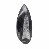Orthoceras fóssil