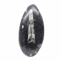 Orthoceras fósseis do Marrocos