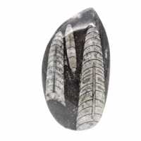 Orthoceras fóssil