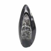 Orthoceras fósseis do Marrocos