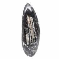 Orthoceras fóssil