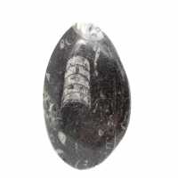 Orthoceras fósseis do Marrocos