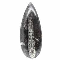 Orthoceras fóssil