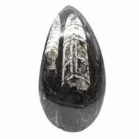 Orthoceras fóssil