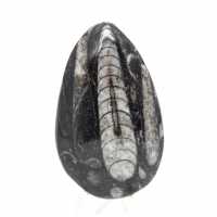 Orthoceras fósseis do Marrocos