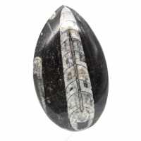 Orthoceras fóssil
