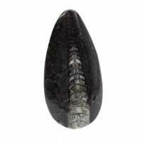 Orthoceras fósseis do Marrocos