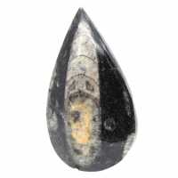 Orthoceras fóssil