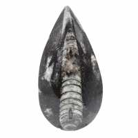 Orthoceras fósseis do Marrocos