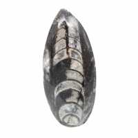 Orthoceras fóssil