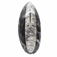 Orthoceras fósseis do Marrocos