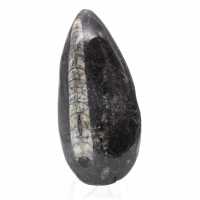 Orthoceras fóssil