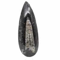 Orthoceras fósseis do Marrocos