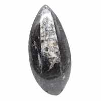 Orthoceras fósseis do Marrocos