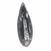 Orthoceras fósseis do Marrocos